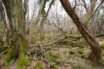 Fototapeta premium fallen trees and bare trees in winter forest