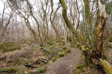 mossy old trees and vines in wild forest