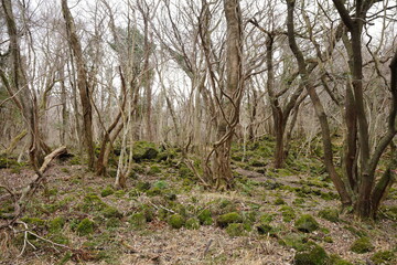 old trees and vines in winter
