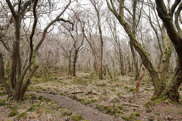Fototapeta premium mossy old trees and vines in wild forest
