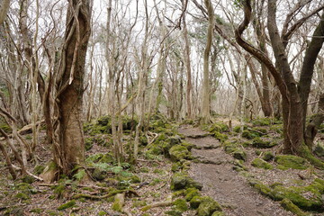 Fototapeta premium old trees and vines in winter 