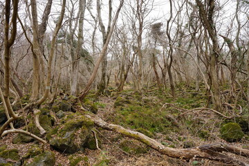 Obraz premium fallen trees and bare trees in winter forest