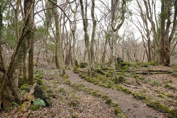 dreary winter forest with path