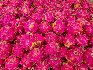 Obraz premium Dragon fruit, pitahaya, cactus, Pink bark, purple exotic tropical fruits fresh sell on market, tropical fruits texture, healthy organic food flat lay. Ripe tropical fruit close up. Asian fruit market