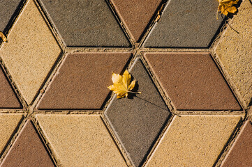 Pavement, road stone colorful tiles, road surface with yellow maple leaves. Photo, top view.