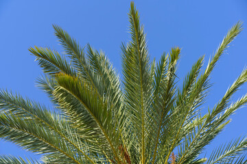 Obraz na płótnie Canvas Tropical palm tree with green palm branches against a clear blue sky. Summer, vacation, relaxation, sun concept.