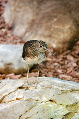 Small sandpiper bird on the stone. Animals backgrounds