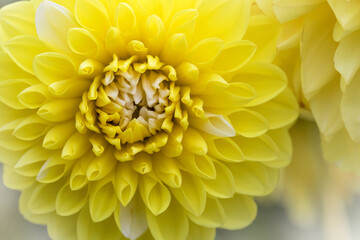 ダリア　レモン・クリーム