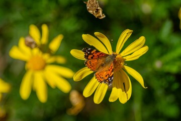 Macro shot of a Vanessa carye on a yellow daisy in the meadow