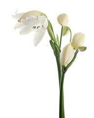 Crinum moorei flowers, Natal Lily, White Lily isolated on white background 