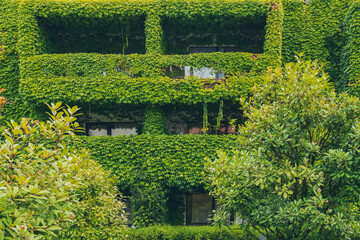 View of balconies and  a wall covered with ivy. A house overgrown with ivy. Vertical gardening.