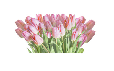 Isolated of pink tulip flowers bunch
