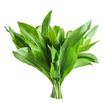 Wild garlic bunch, isolated