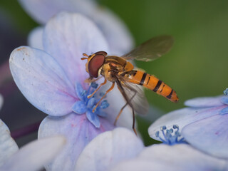 A yellow hoverfly dringking nectar from a blue flower