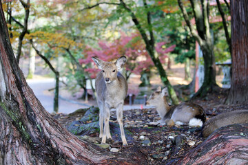 Sika deer in Nara Park, Japan. The deer, the symbol of the city of Nara, roam freely and are considered in Shinto to be the messengers of the Gods.