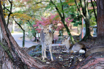 Sika deer in Nara Park, Japan. The deer, the symbol of the city of Nara, roam freely and are...