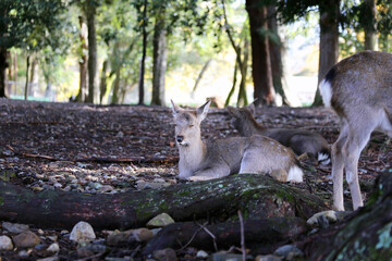 Sika deer in Nara Park, Japan. The deer, the symbol of the city of Nara, roam freely and are considered in Shinto to be the messengers of the Gods.
