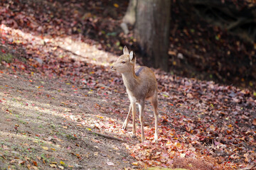 Sika deer in Nara Park, Japan. The deer, the symbol of the city of Nara, roam freely and are considered in Shinto to be the messengers of the Gods.