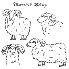 Set of outline illustrations. Merino sheep. Hand drawn vector graphic design on white background.