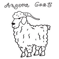 Angora goat. Vector outline simple illustration on white background. 
