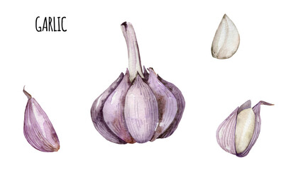 Watercolor homegrown vegetables garlic set. Fresh, healthy, vegetarian, local food. Cooking, recipe. Spice, aromatic garlic, garlic cloves.