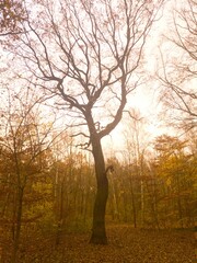 Fototapeta na wymiar Magical breathe of autumn