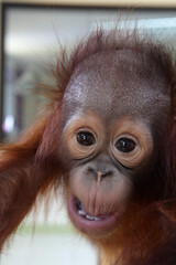 Naklejka premium Baby Orang-Utan at OrangUtans island, Bukit Merah, Malaysia
