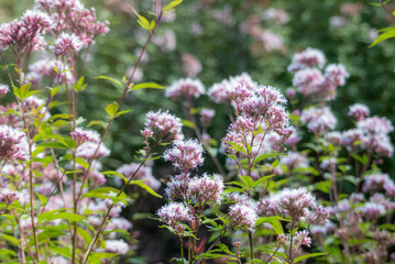 秋のフジバカマの群生　滋賀県びわこ文化公園