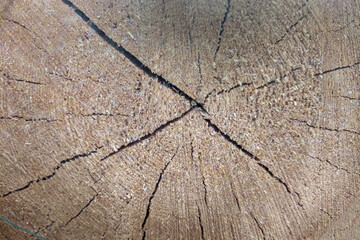 The trunk of the cut tree, the texture of the wood, the cut, the background.