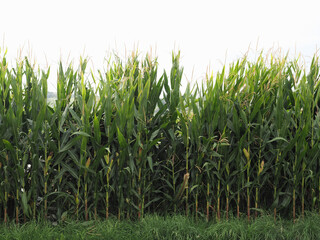 maize plants field background