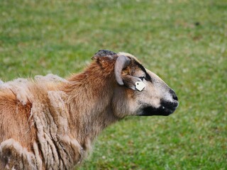 Head of a sheep with pronounced horns, the animal has brown hair that is processed into wool after being sheared.  Sheep ,Ovis, are a mammalian genus from the group of goats ,Caprini