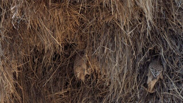 Sociable Weaver, or Philetairus socius, building a large compound community nest, perhaps the most spectacular structure built by any bird, in Kgalagadi Transfrontier Park, South Africa