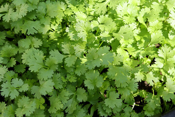 Fresh green organic coriander.