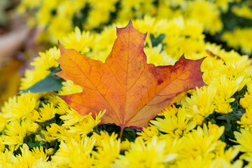 A fallen orange leaf lies in the middle of yellow flower buds. Leaf in the center of the frame in focus with shallow depth of field