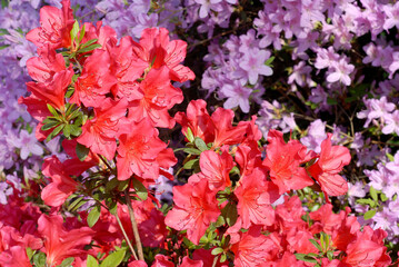 Rhododendron, Rhododendron x 'Vuyk's Scarlet'