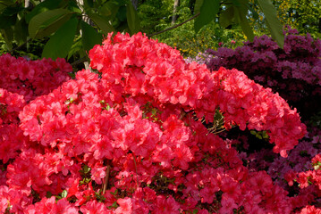 Rhododendron, Rhododendron x 'Vuyk's Scarlet'