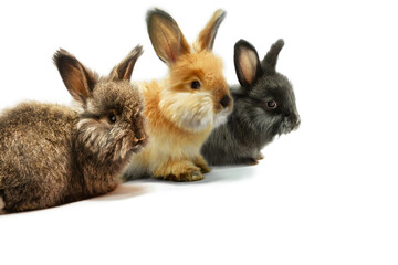 Three little rabbits - red, black and brown on a white background, shooting in the studio, copy...