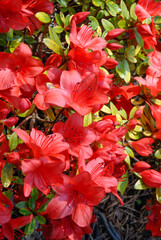 Rhododendron,Rhododendron x 'Vuyk's Orange'