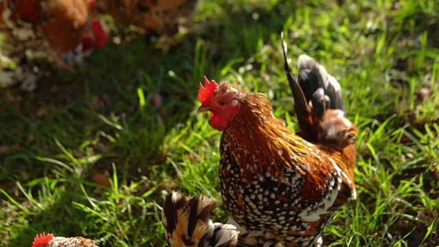 Miniature decorative Booted Bantam chicken in the grass. Rural life. Breeding of rural animals. 