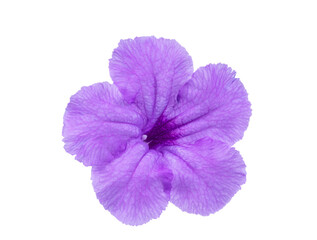 Purple Ruellia tuberosa flower with clipping path isolated on white background.