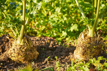 Seler zwyczajny, Apium graveolens © Marcin Łazarczyk