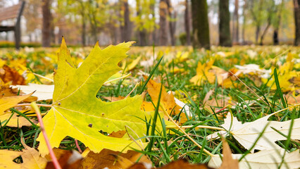 Autumn leaves in the park.  Walk on the street.