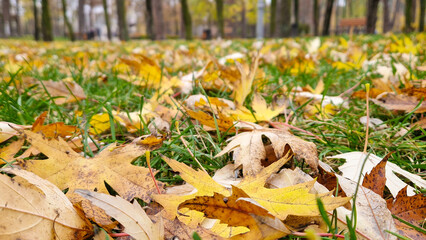 autumn leaves in the park