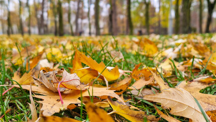 autumn leaves on grass