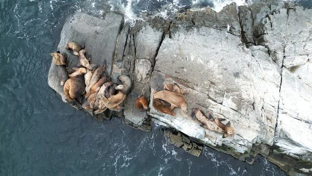 Stellers sea lions dive from a rocky island into the sea and swim in the water in the East Sea. Marine animals in the wild. Drone view