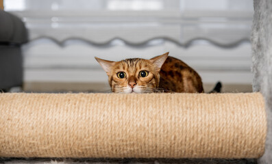 A Bengal cat hides behind a scratching post during the game.