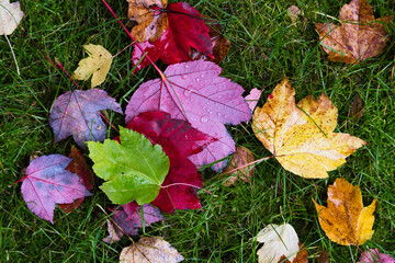 Nasses Herbstlaub liegt im Gras