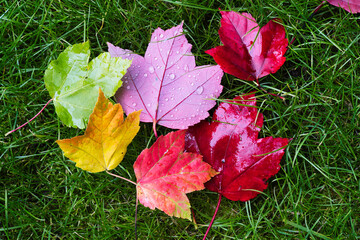 Nasses Herbstlaub liegt im Gras
