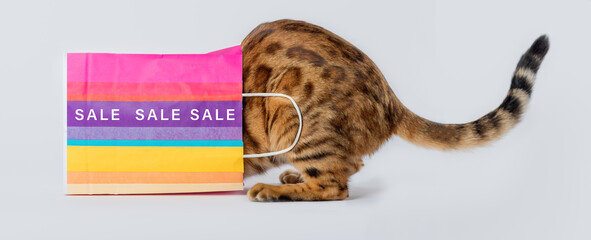 Cat in a colored paper bag with the inscription SALE on a white background.