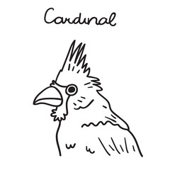 Northern Cardinal. Illustration.  Vector outline graphic design on white background.
